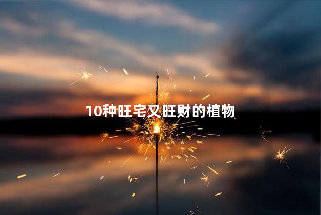 10种旺宅又旺财的植物 镇宅最吉利的三种花