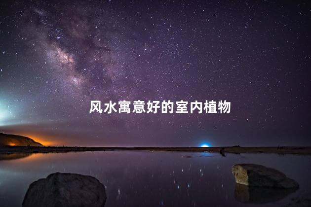 风水寓意好的室内植物 客厅镇宅招财旺人的植物